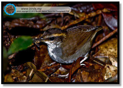 WARBLER: BORNEAN STUBTAIL rare montane endemic to Borneo, Sabah Malaysia www.birds.my