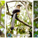 Montane-Endemic-Birds-Of-Borneo www.birds.my