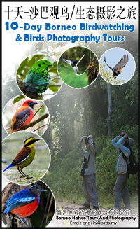 10-Day Borneo Birdwatching & Birds Photography Tour