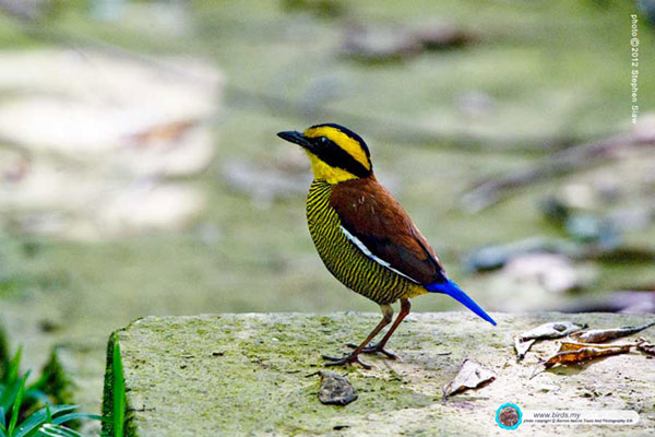 photo copyright by BORNEO NATURE TOURS AND PHOTOGRAPHY SDN BHD www.birds.my