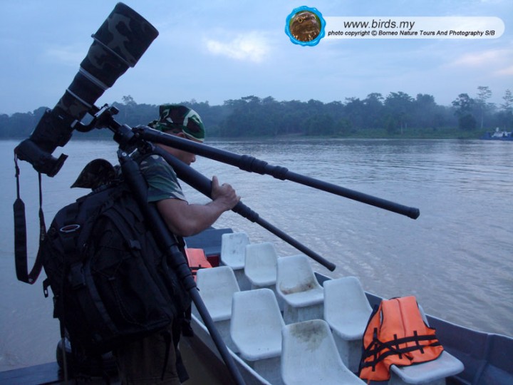 BORNEO BIRDING  www.birds.my