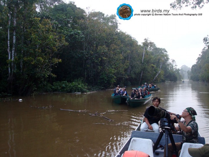 BORNEO BIRDING  www.birds.my