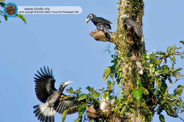 BORNEO BIRDS  www.birds.my