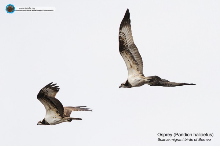 OSPREY - Borneo Birds www.birds.my