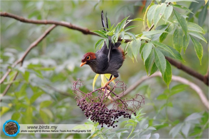 CHESTNUT-HOODED LAUGHING-THRUSH - endemic to Borneo, www.birds.my