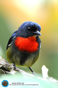 Birds Of Mount Kinabalu