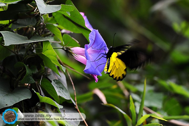 Flora And Fauna In Borneo Sabah, www.birds.my