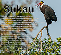 Endangered-species-in BORNEO SABAH MALAYSIA www.birds.my